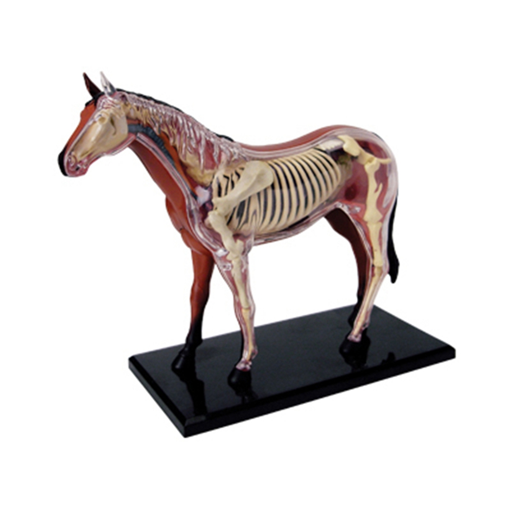 Dierlijke Orgel Anatomie Model - Science Diy Model recensie en prijs